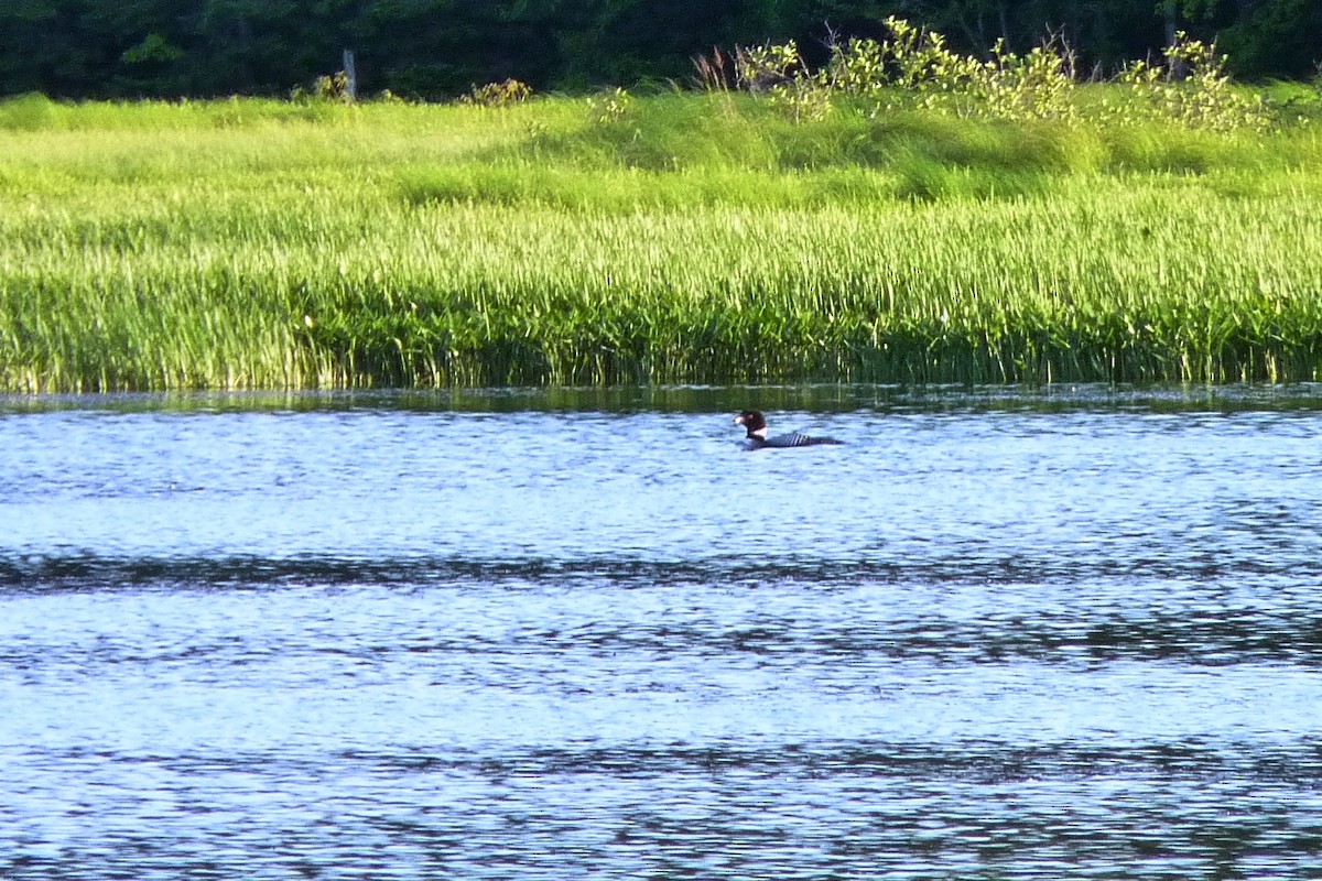 Common Loon - ML619723437