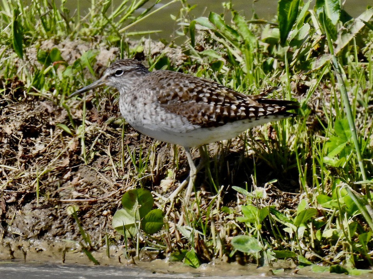 Wood Sandpiper - ML619723458