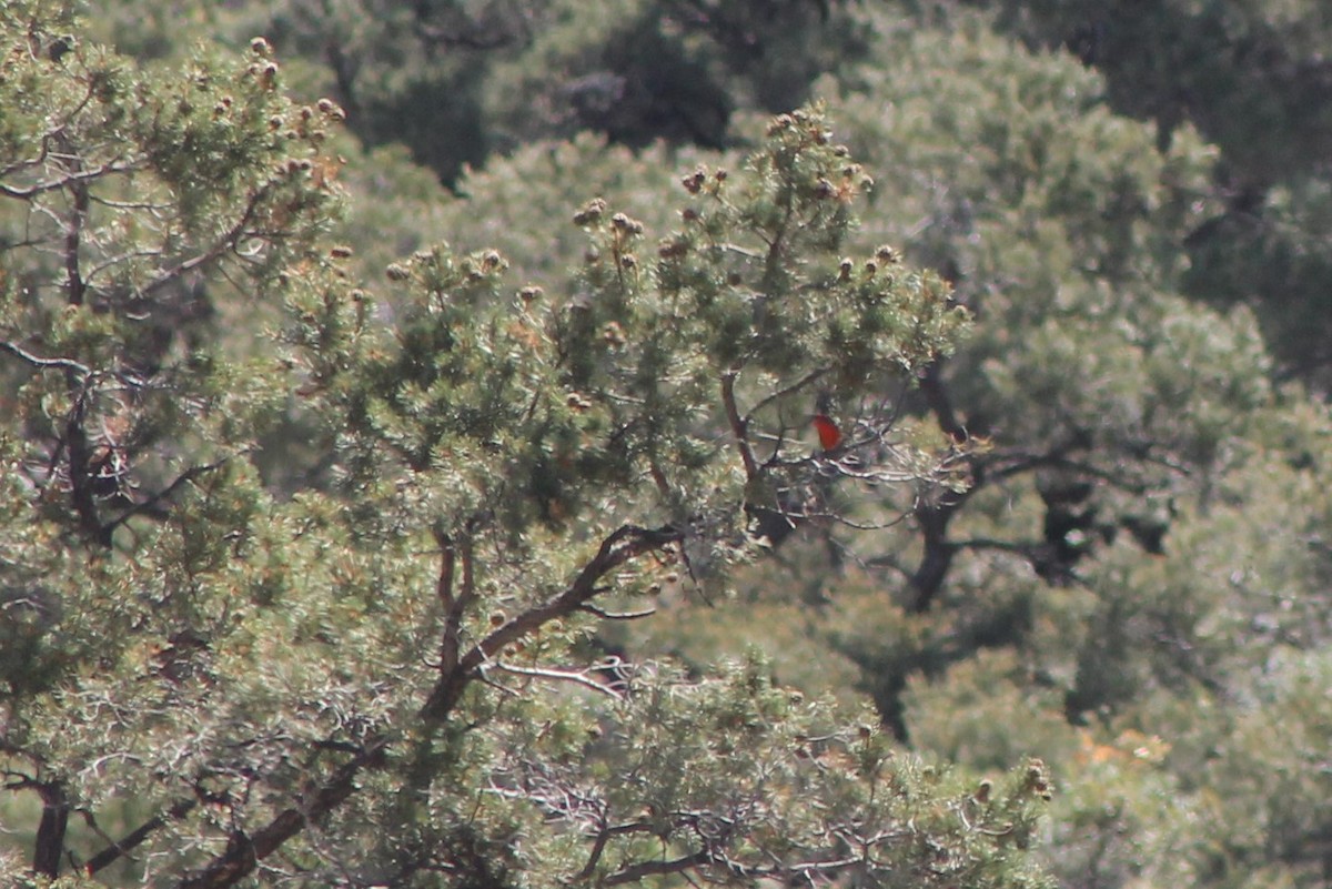 Hepatic Tanager (Northern) - ML619723484