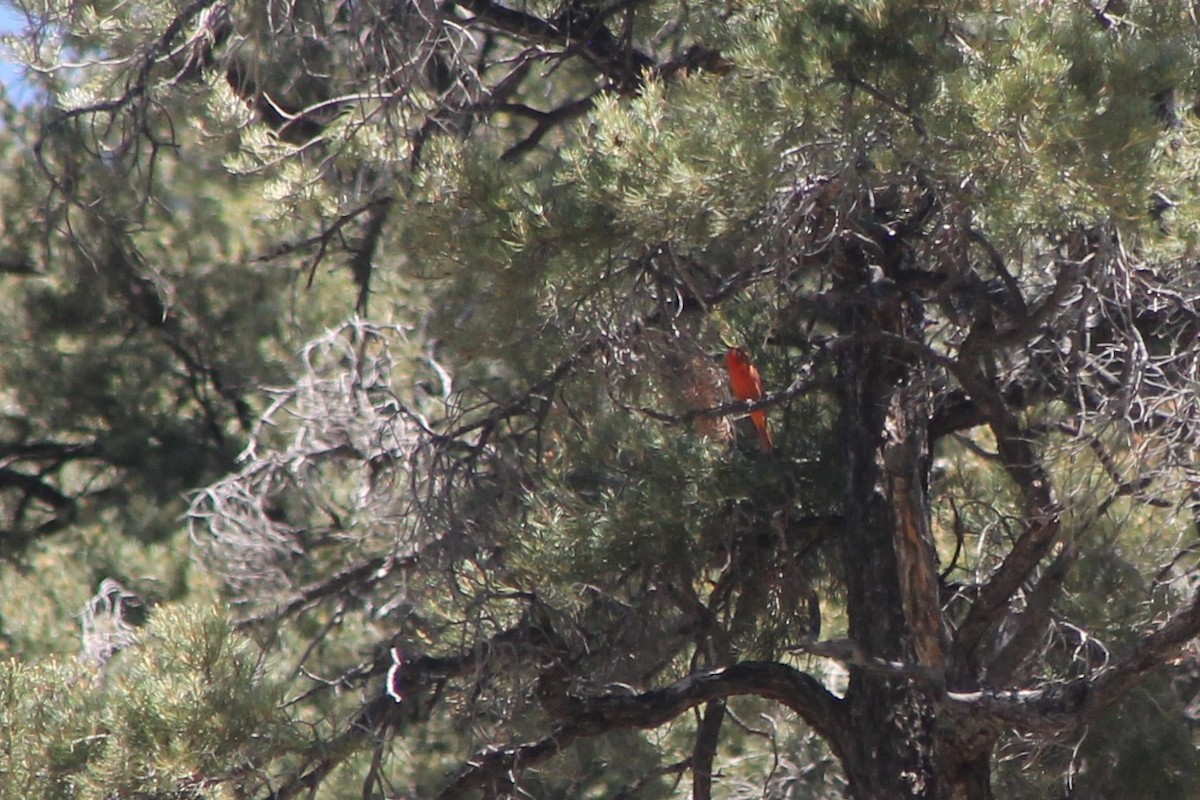 Hepatic Tanager (Northern) - ML619723485