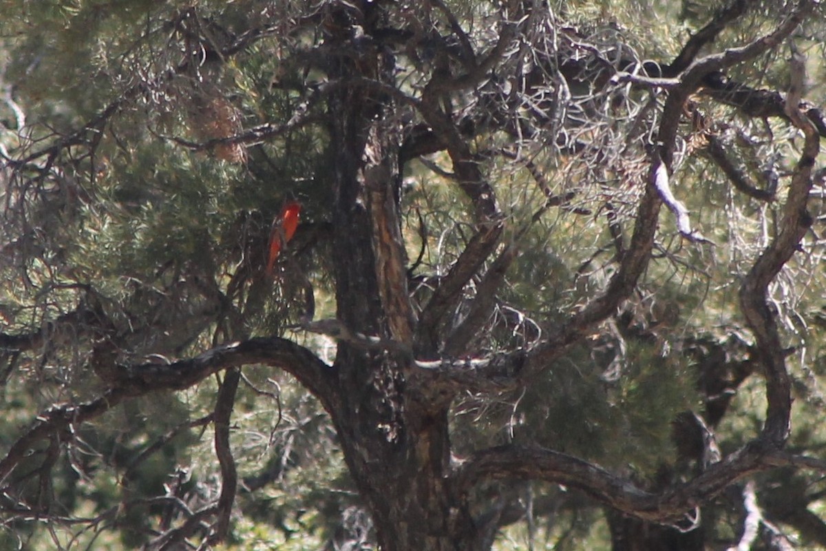 Hepatic Tanager (Northern) - ML619723486