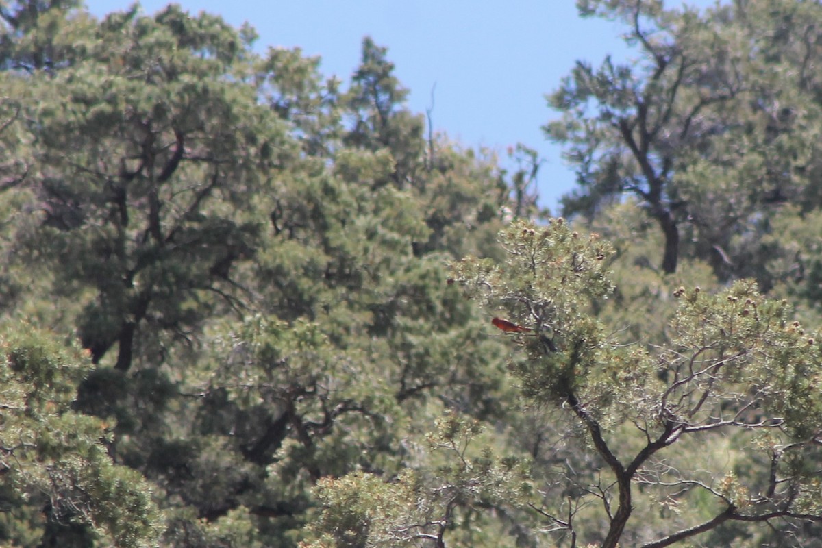 Hepatic Tanager (Northern) - ML619723487