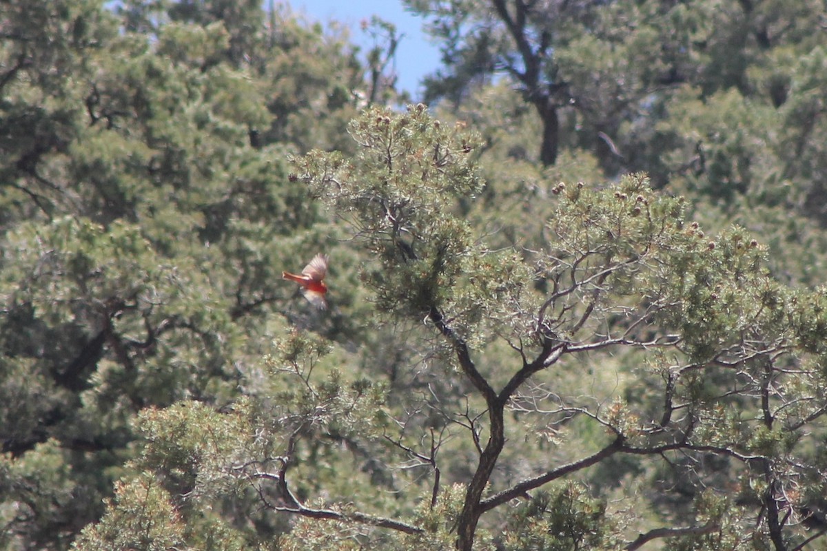 Hepatic Tanager (Northern) - ML619723488