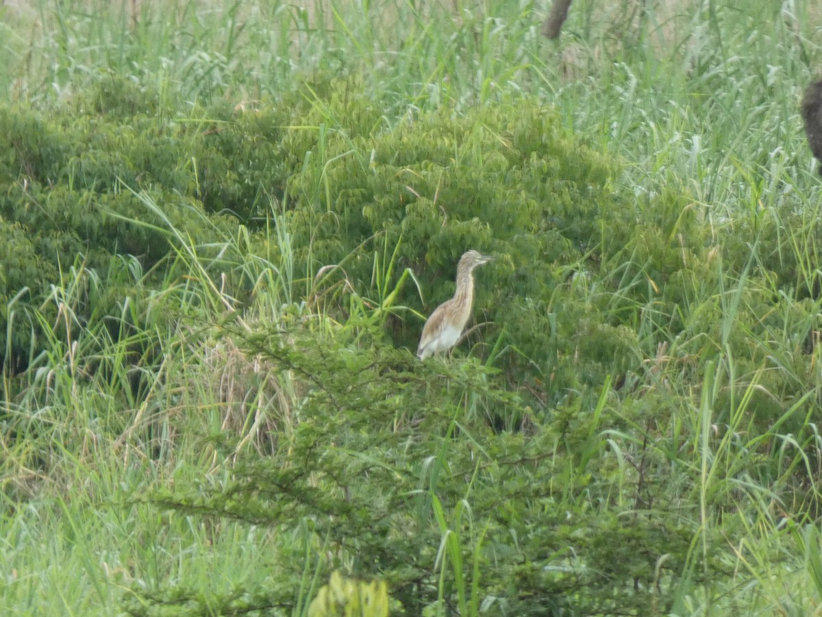 Squacco Heron - ML619723489