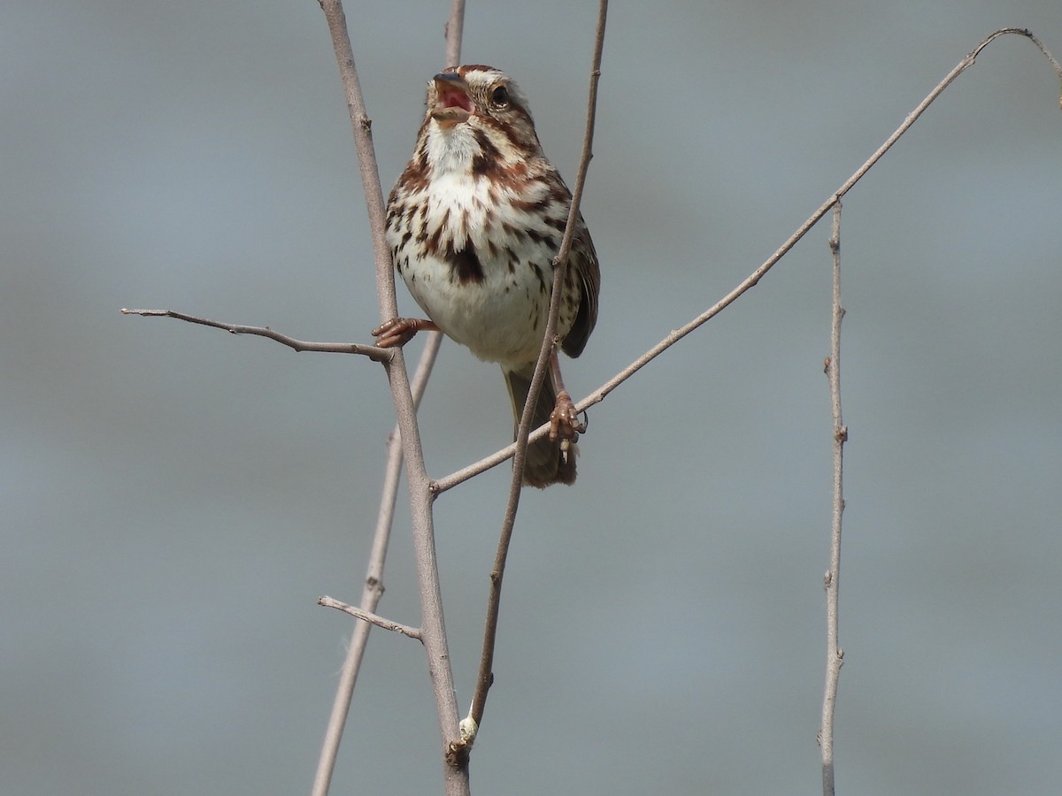 Song Sparrow - Kathy Rigling