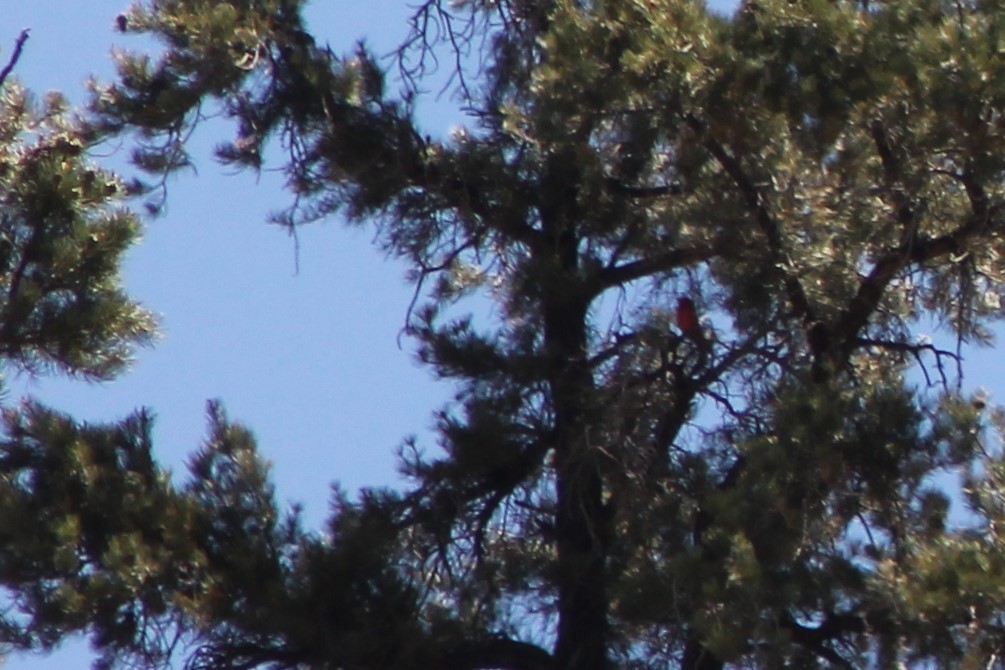 Hepatic Tanager (Northern) - ML619723516