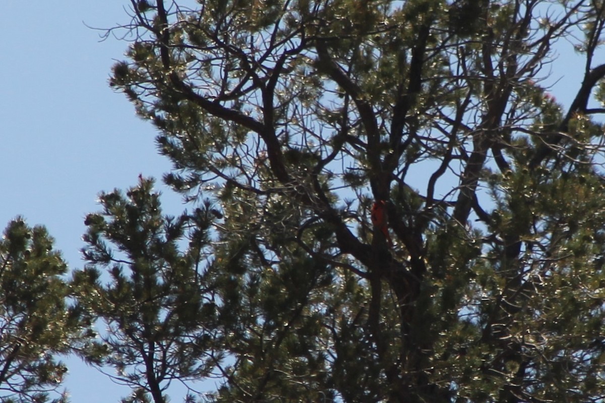 Hepatic Tanager (Northern) - ML619723518