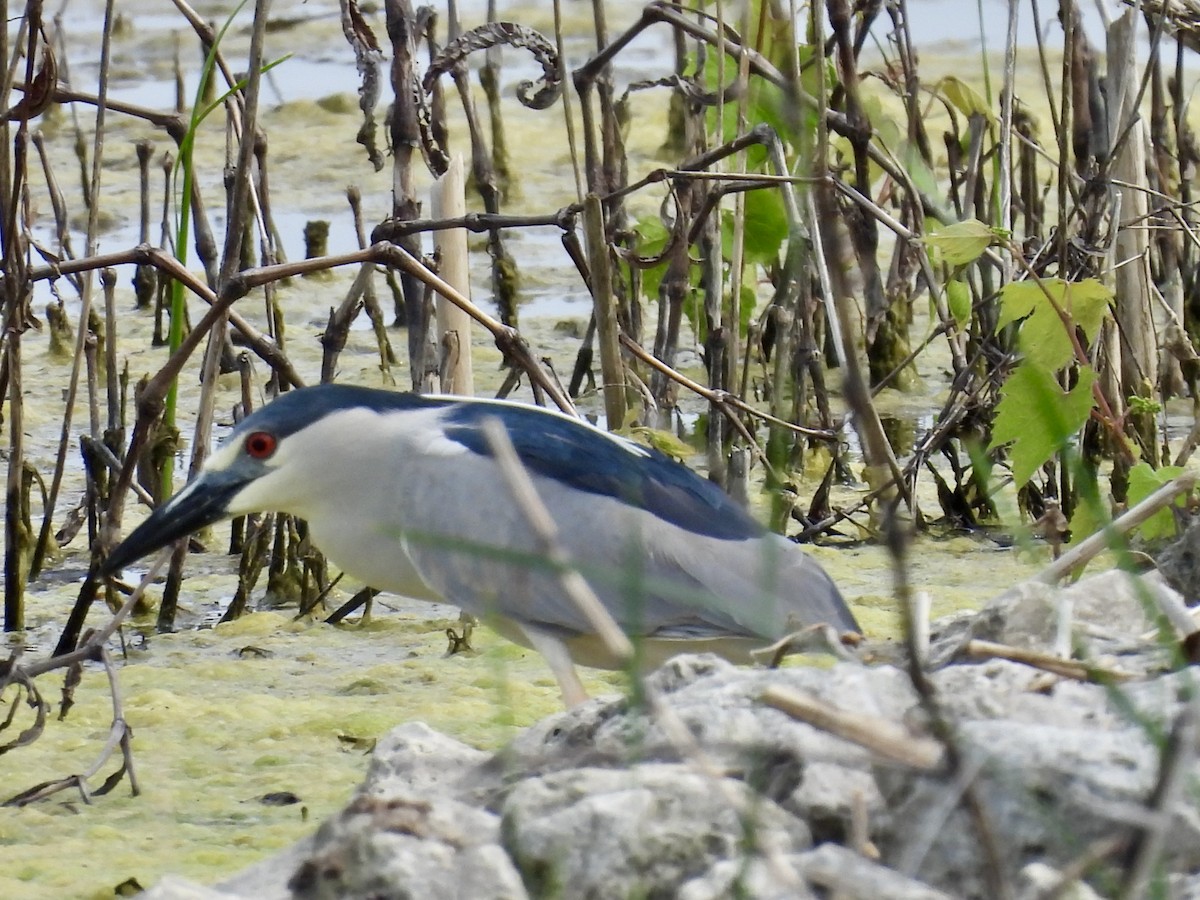 Black-crowned Night Heron - ML619723519