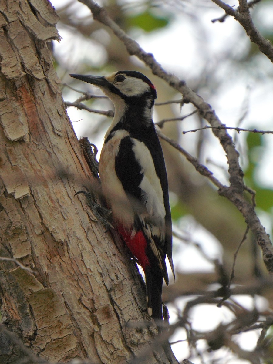 White-winged Woodpecker - ML619723541