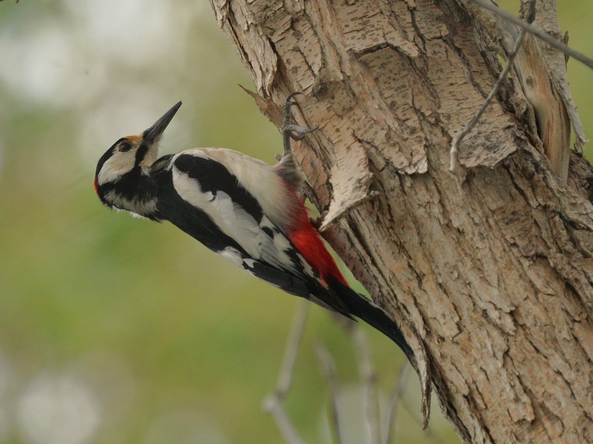 White-winged Woodpecker - ML619723542