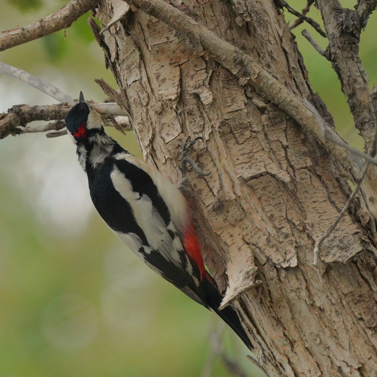 White-winged Woodpecker - ML619723545