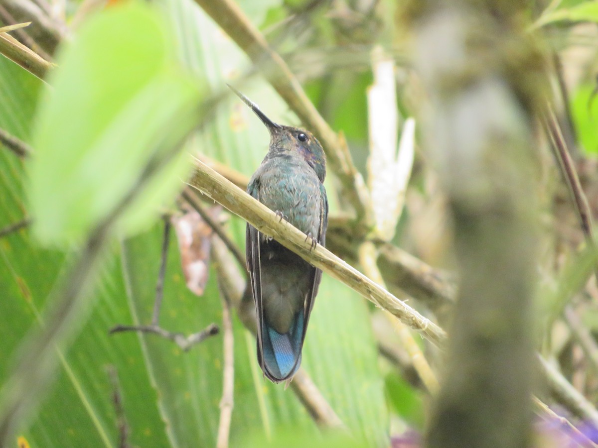 kolibřík modrouchý - ML619723546