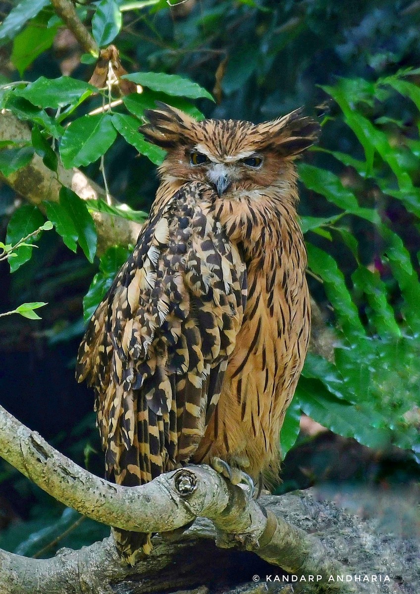 Tawny Fish-Owl - Kandarp  Andharia