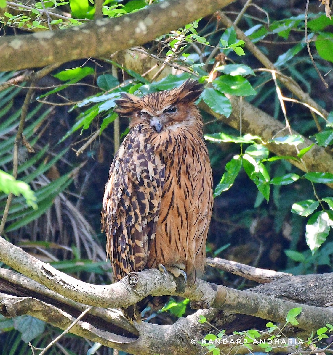 Tawny Fish-Owl - ML619723560