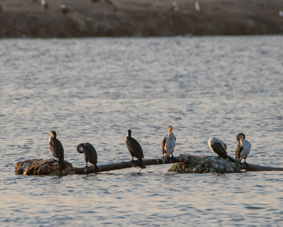 Great Cormorant - ML619723564