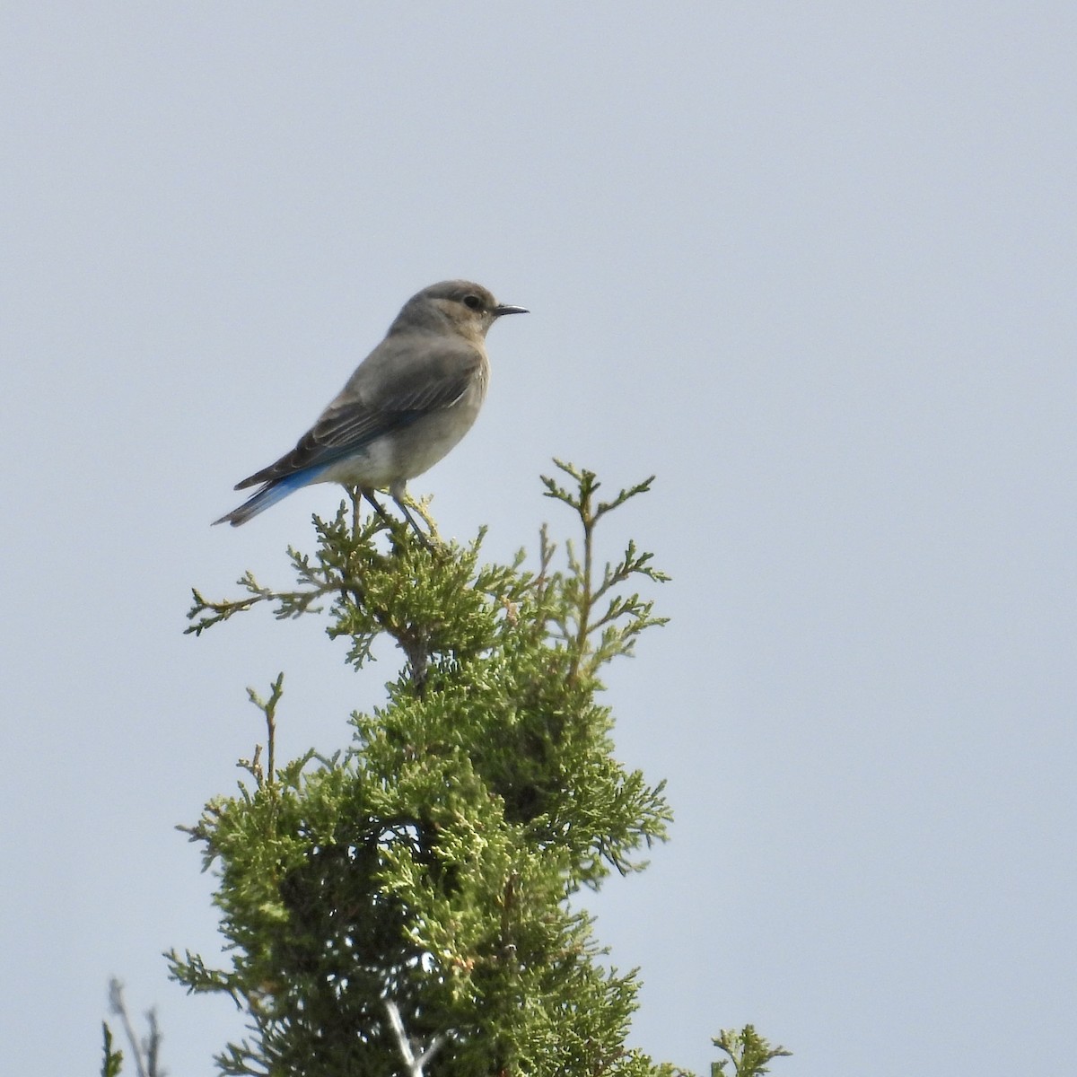 Mountain Bluebird - Lalla Pudewell