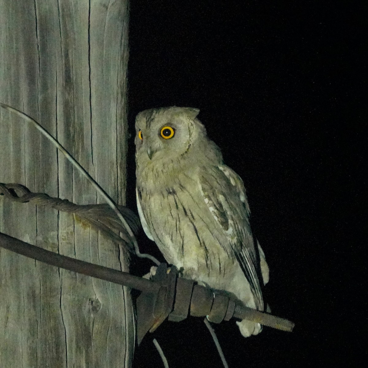 Pallid Scops-Owl - ML619723586