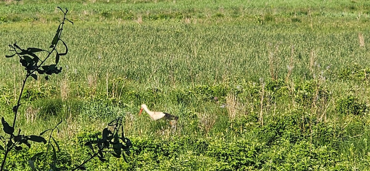 White Stork - ML619723608