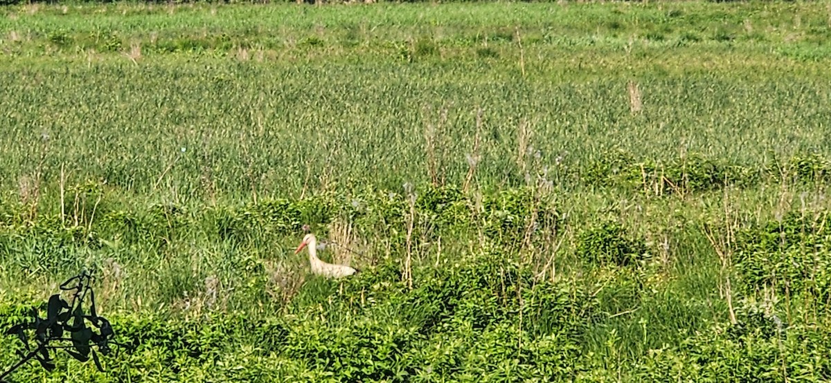 White Stork - ML619723609