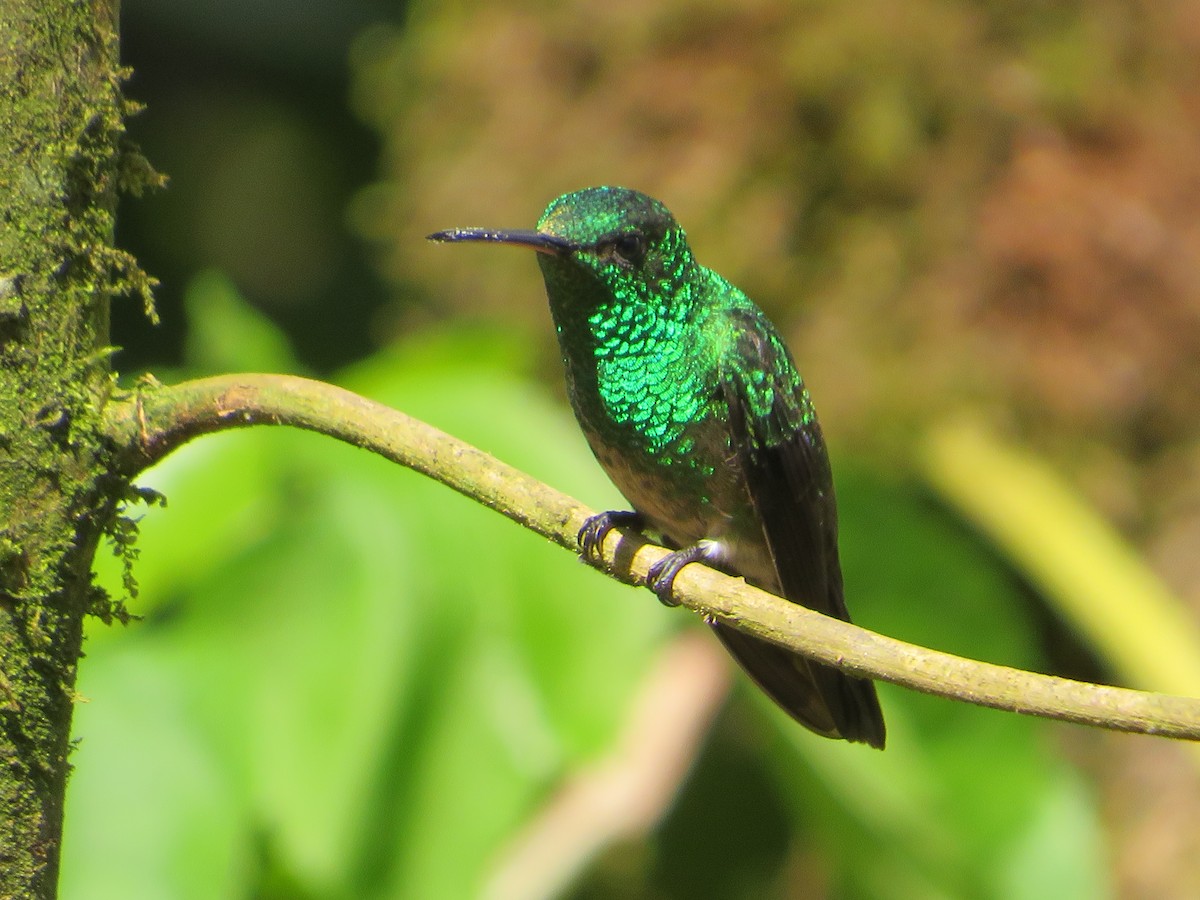 Steely-vented Hummingbird - ML619723610