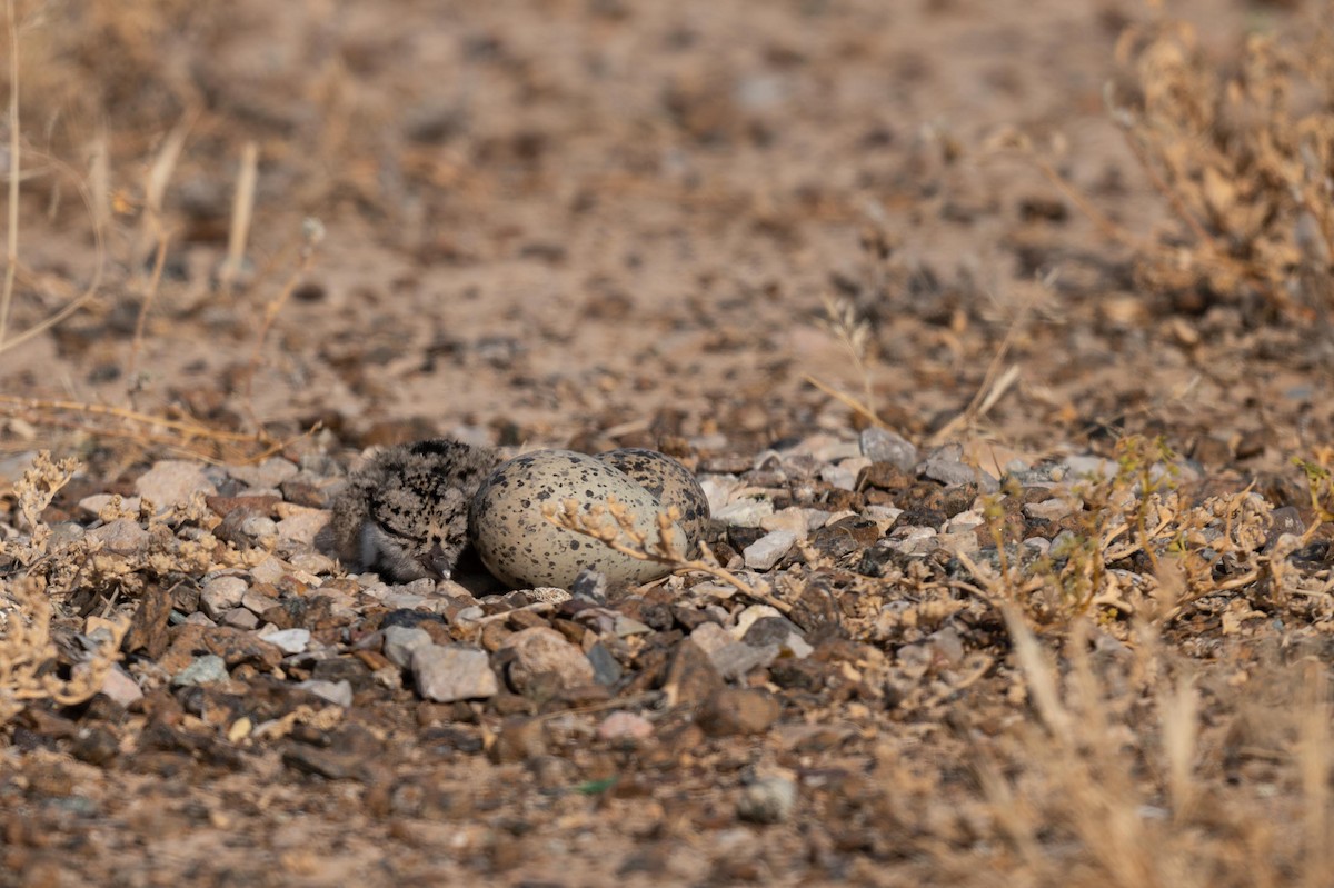 Red-wattled Lapwing - ML619723637