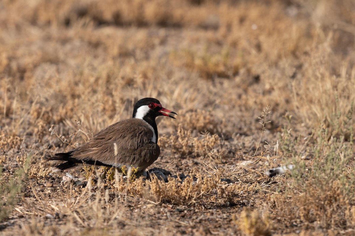 Red-wattled Lapwing - ML619723639