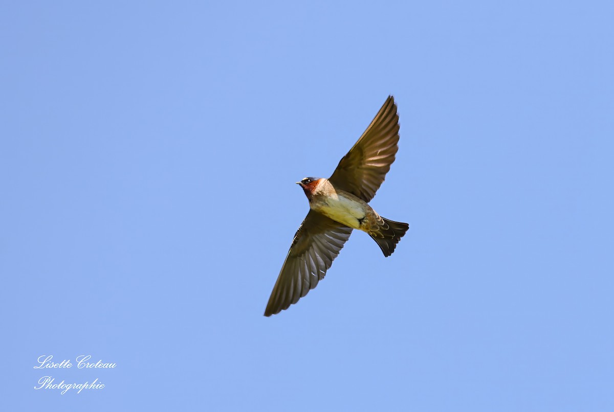 Cliff Swallow - Lisette Croteau