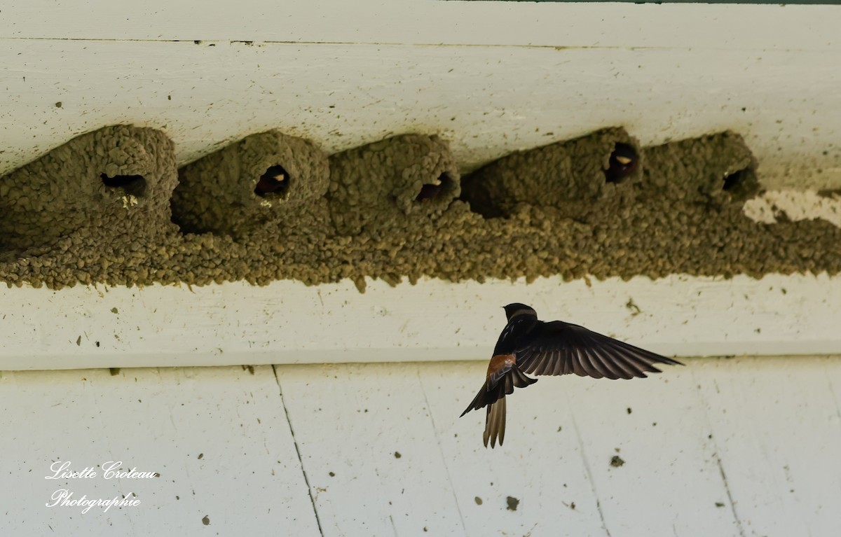 Cliff Swallow - ML619723668