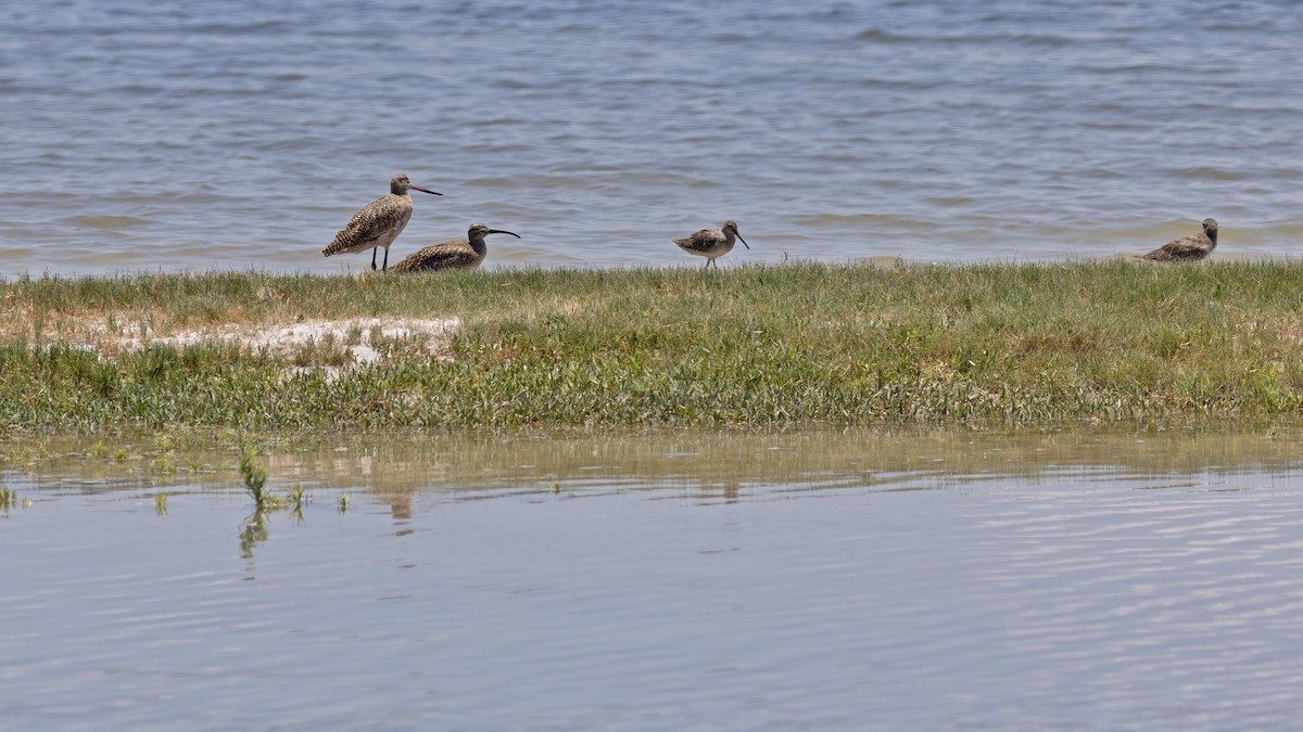 Regenbrachvogel - ML619723695