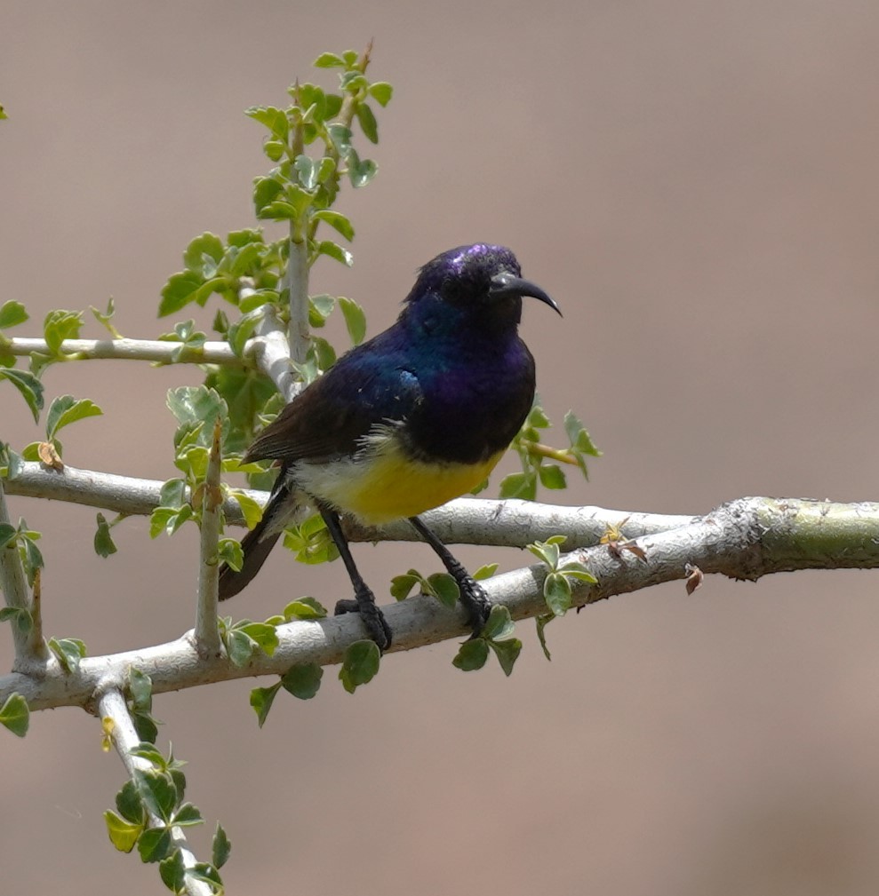 Variable Sunbird - ML619723738