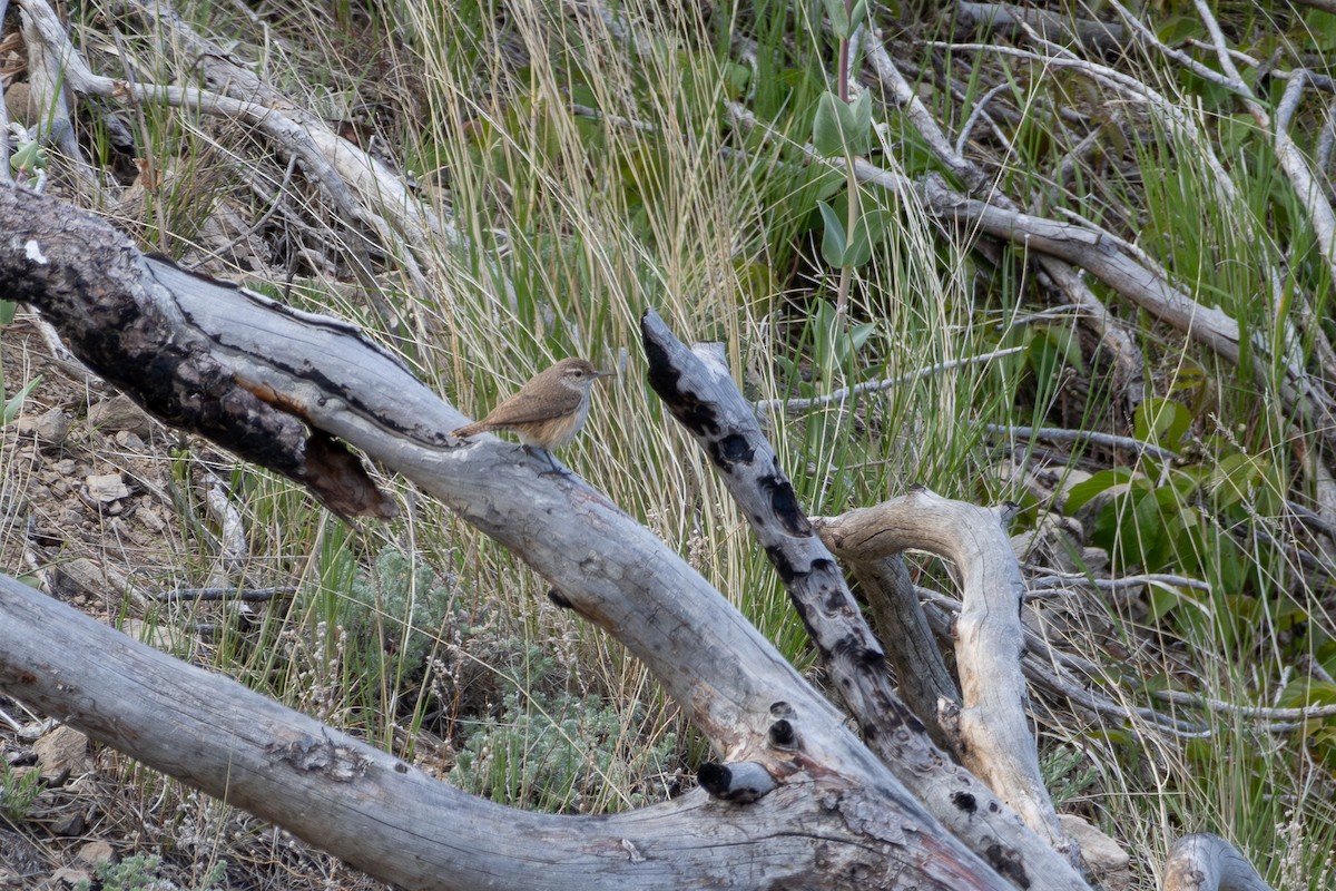 Rock Wren (Northern) - ML619723771