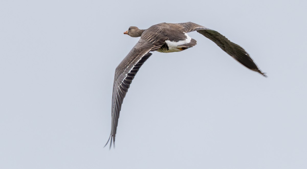 Greater White-fronted Goose - ML619723772