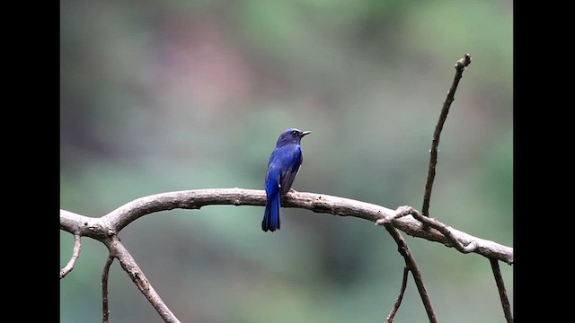 Blue-throated Flycatcher - ML619723776