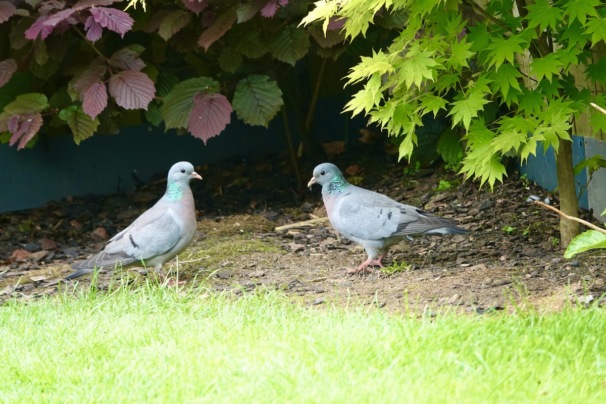 Pigeon colombin - ML619723820