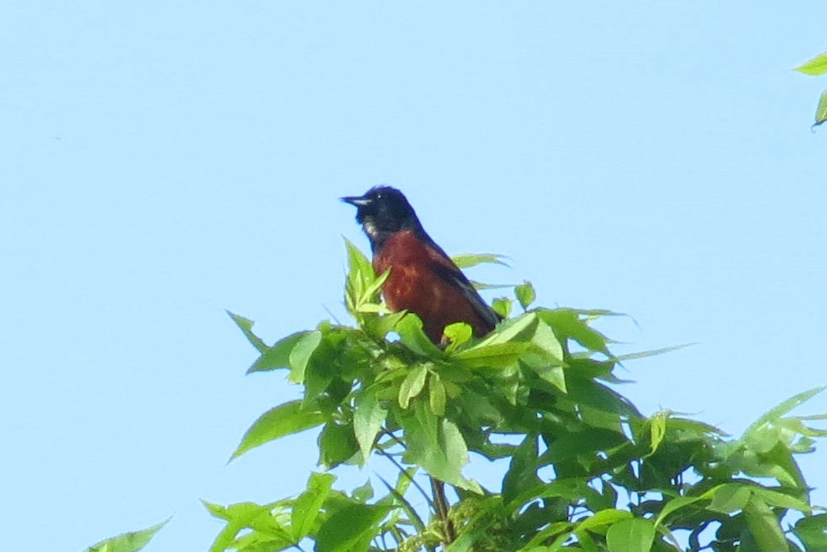 Orchard Oriole - ML619723835
