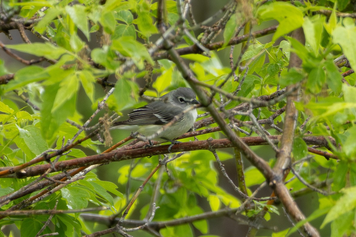 Vireo Plomizo (grupo plumbeus) - ML619723845