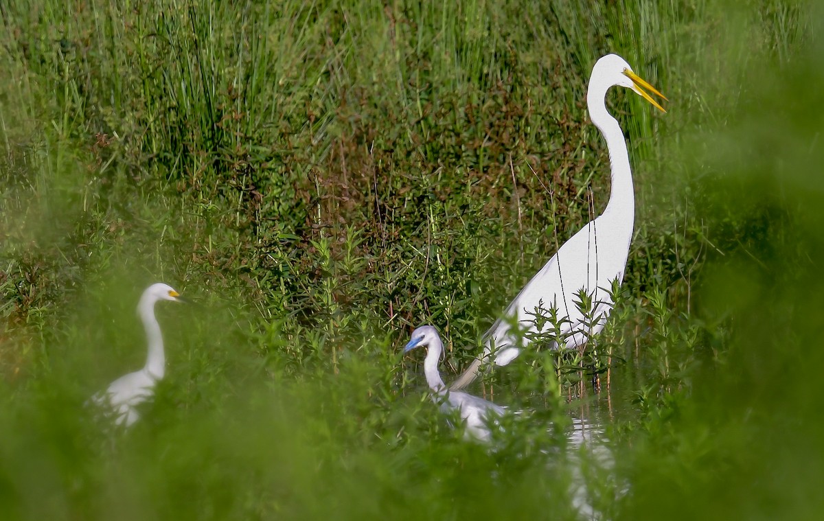 Little Blue Heron - ML619723850