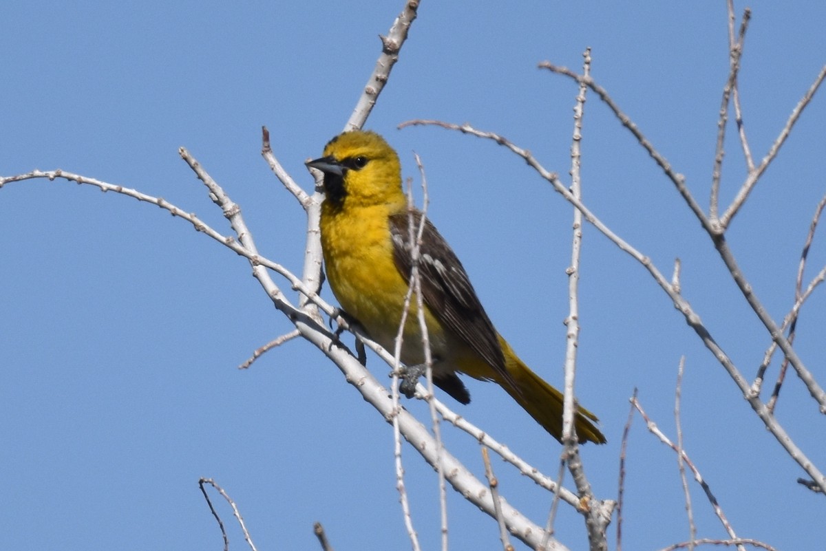 Bullock's Oriole - ML619723894