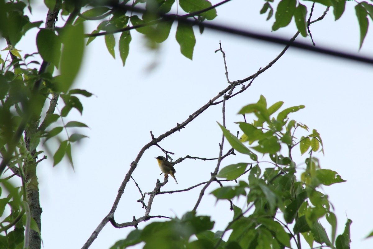 Common Yellowthroat - ML619723905