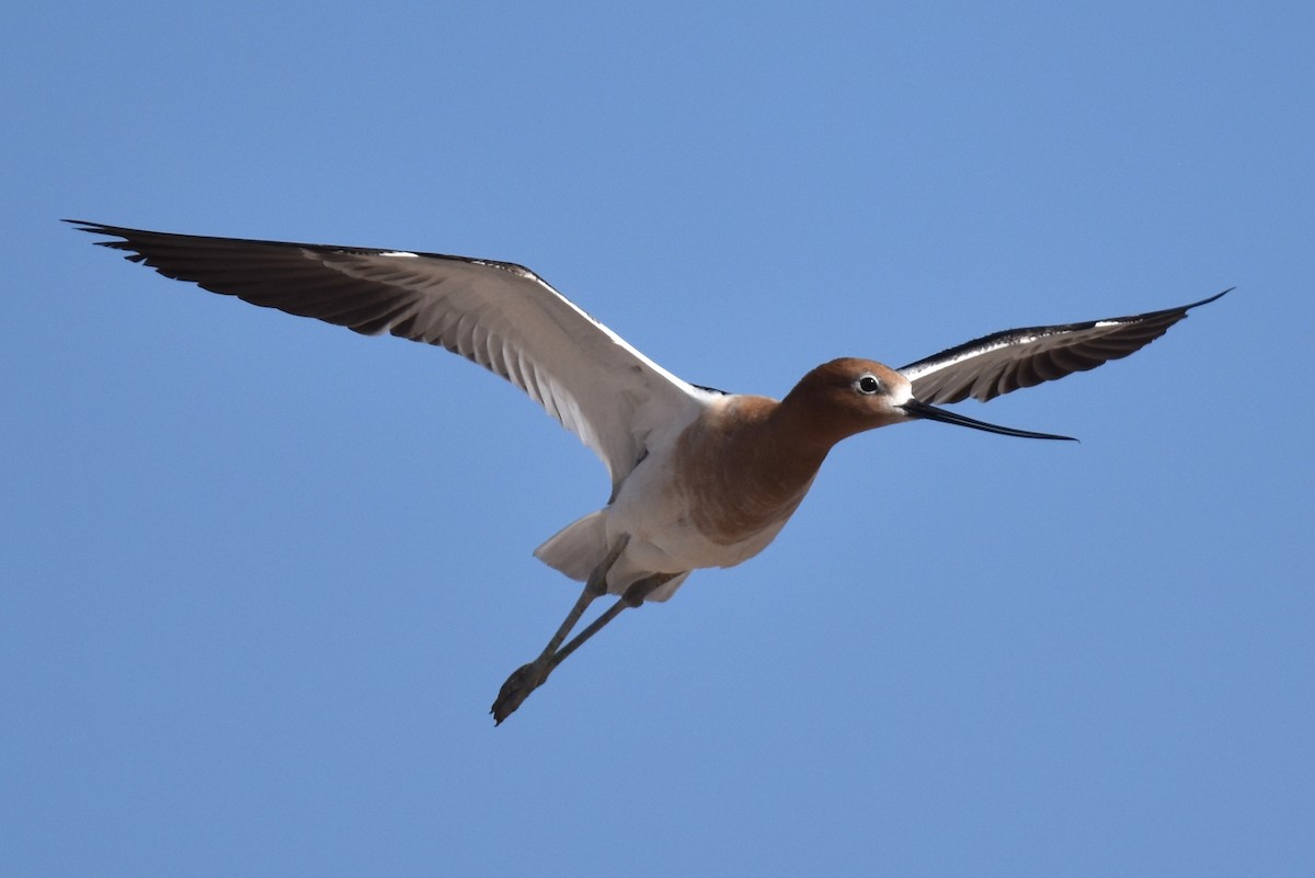 Avocette d'Amérique - ML619723916