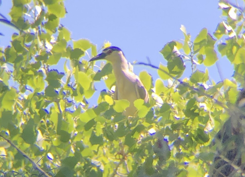 Black-crowned Night Heron - ML619723919