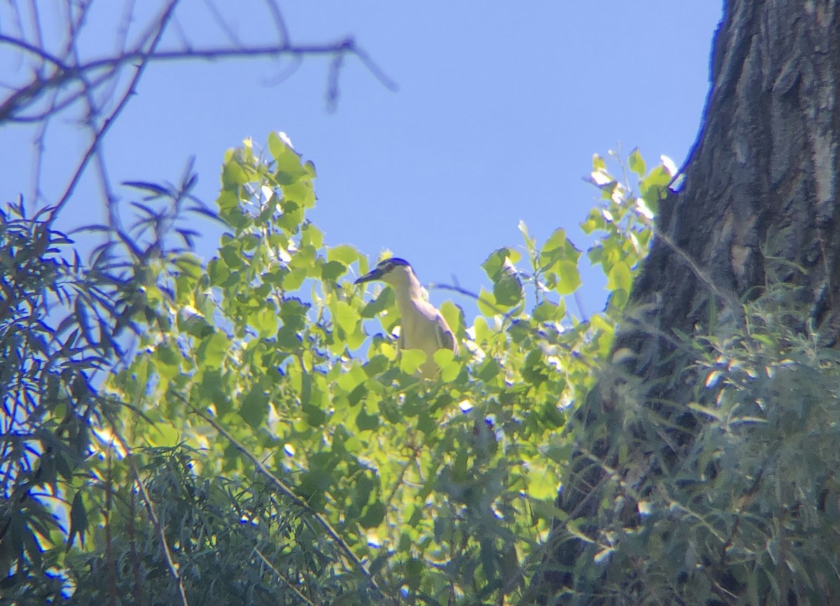 Black-crowned Night Heron - ML619723921