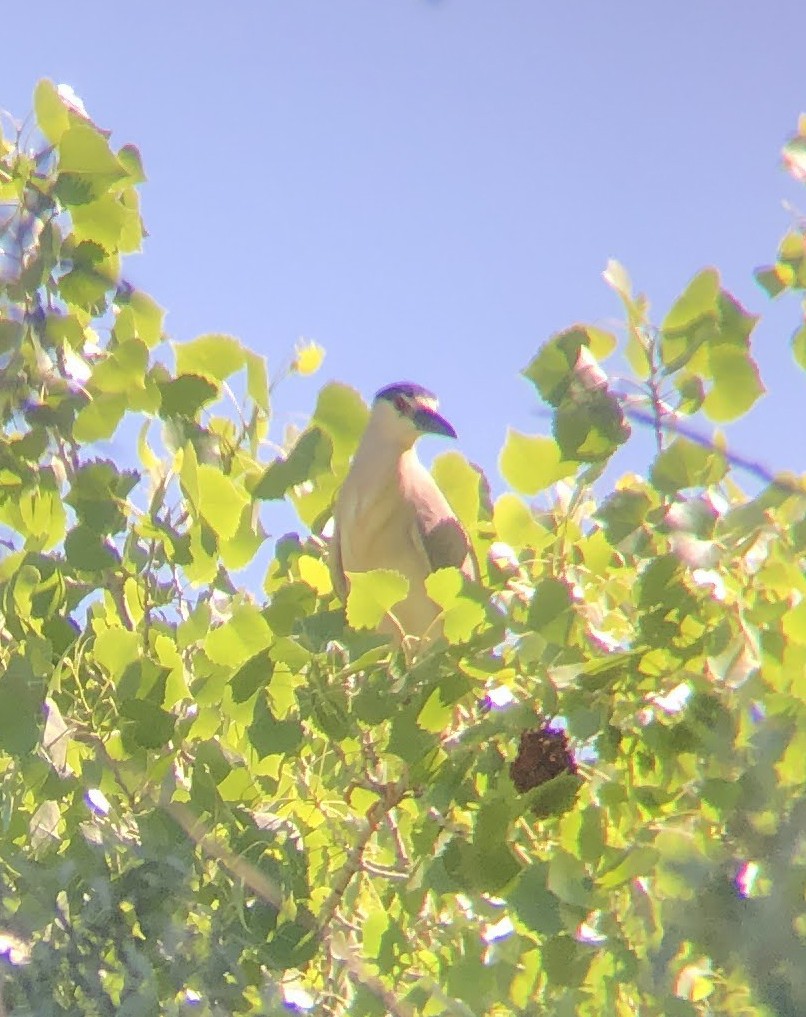 Black-crowned Night Heron - ML619723922