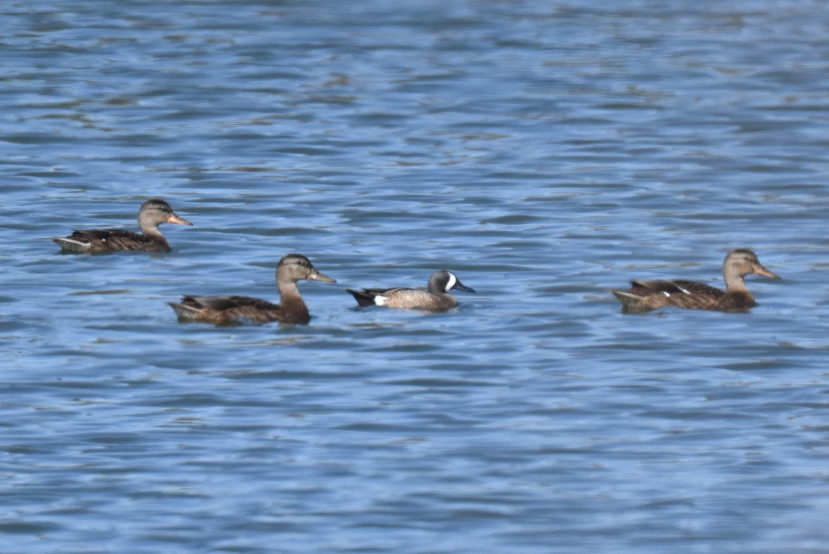 Blue-winged Teal - ML619723923