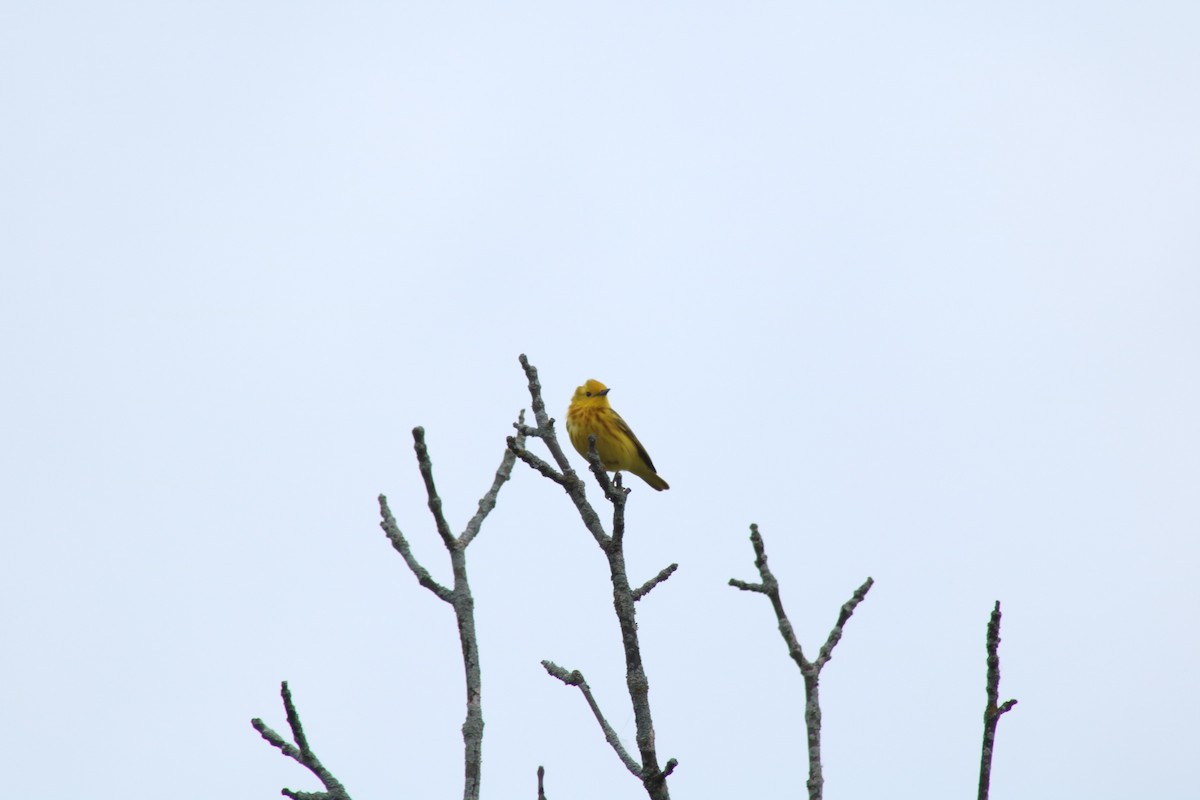 Yellow Warbler - ML619723928