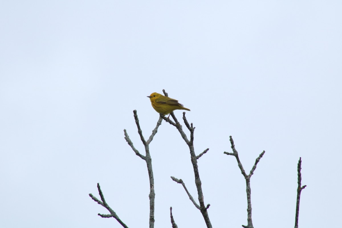 Yellow Warbler - Wyatt Kaneps