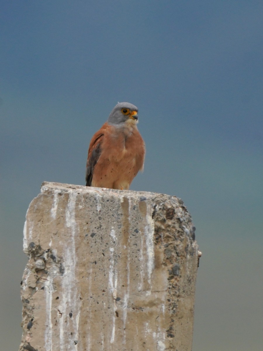 Lesser Kestrel - ML619723946