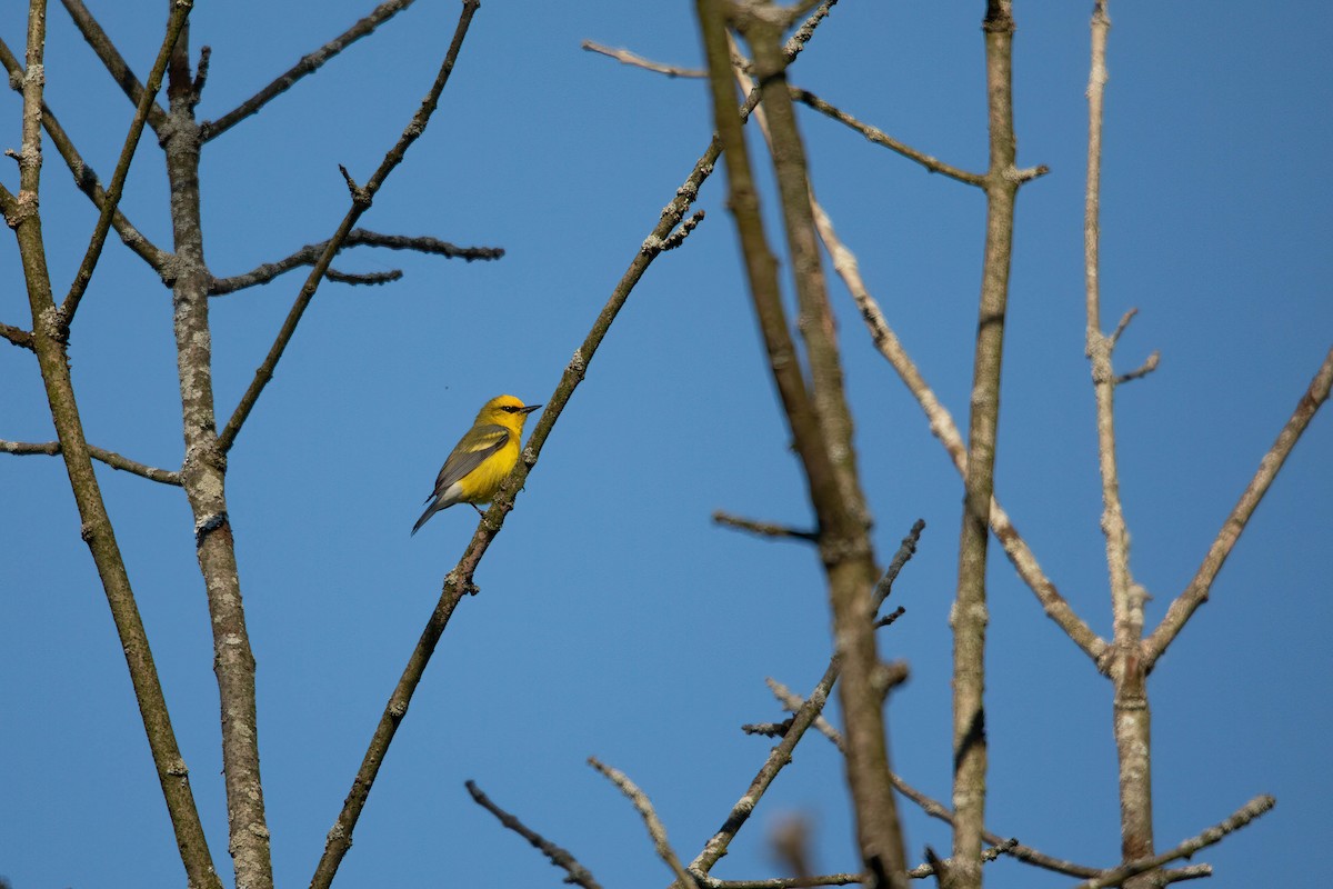 Lawrence's Warbler (hybrid) - ML619723952