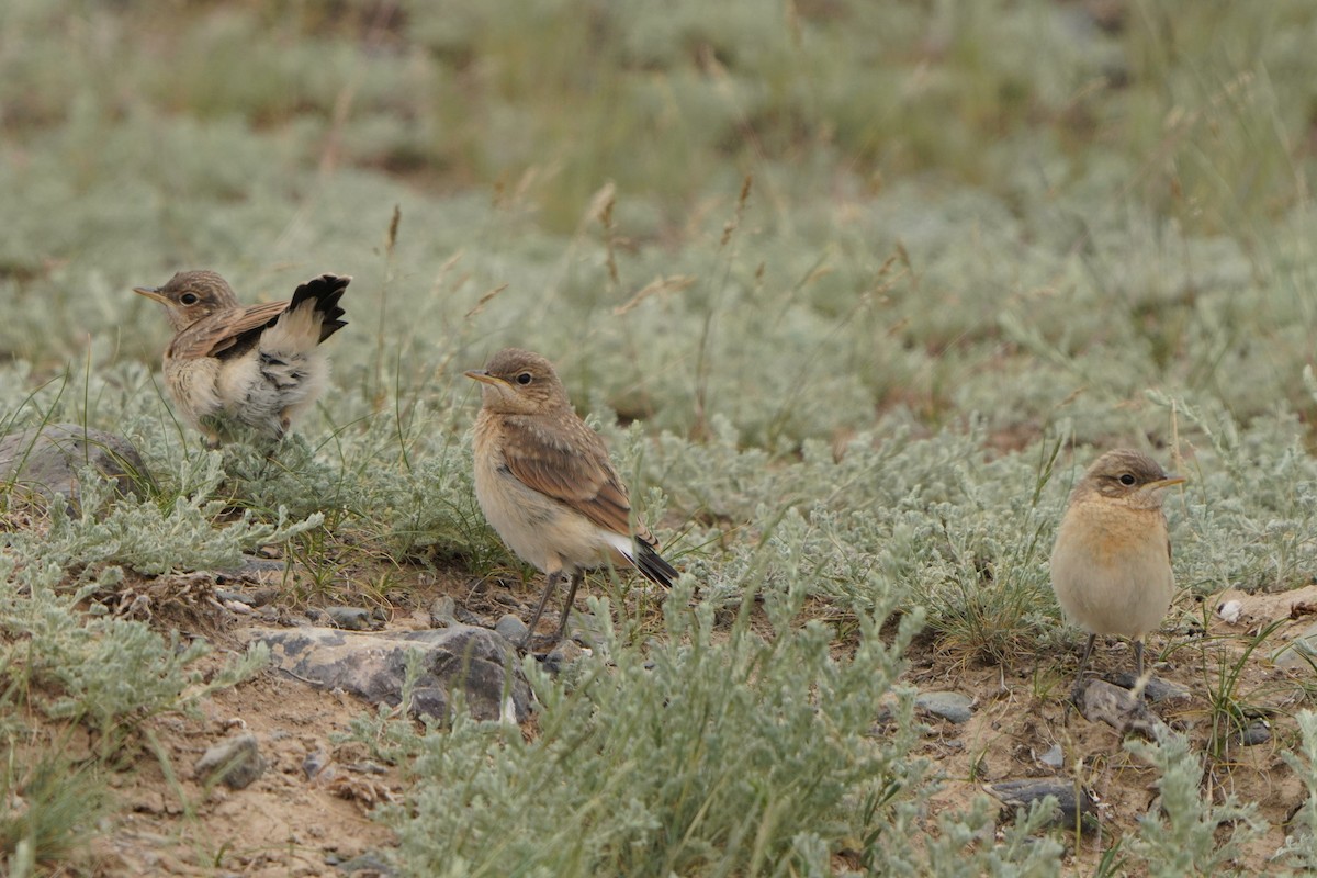 Isabelline Wheatear - ML619723960