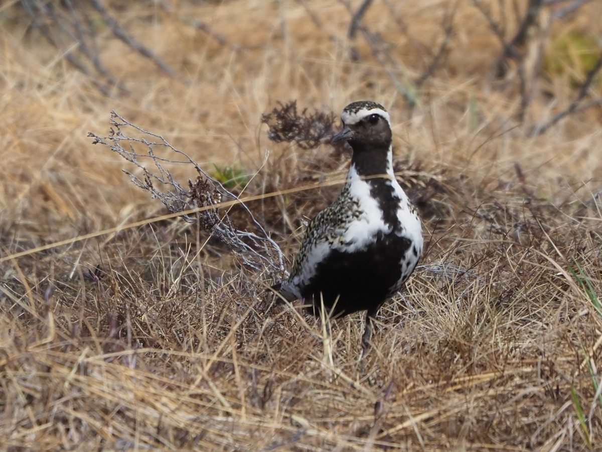 European Golden-Plover - ML619723993